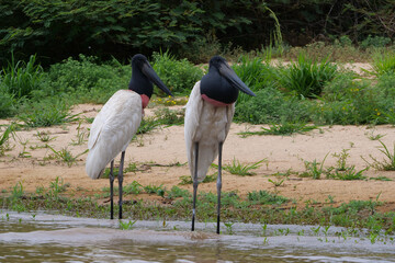  Two jabiru storks or tuiuiu standing in the shallow water of the Pantanal, Brazil