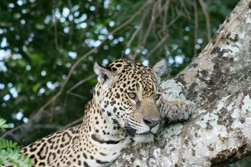 Close up of a young jaguar - Panthera onca - lying in the nook of a tree.  Location: Porto Jofre, Pantanal, Brazil