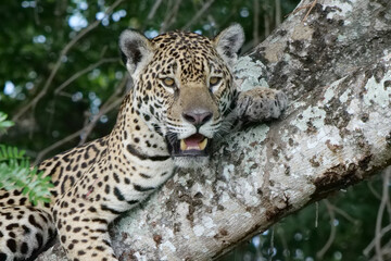 Fototapeta na wymiar Close up of a young jaguar - Panthera onca - lying in the nook of a tree, facing the viewer. Location: Porto Jofre, Pantanal, Brazil