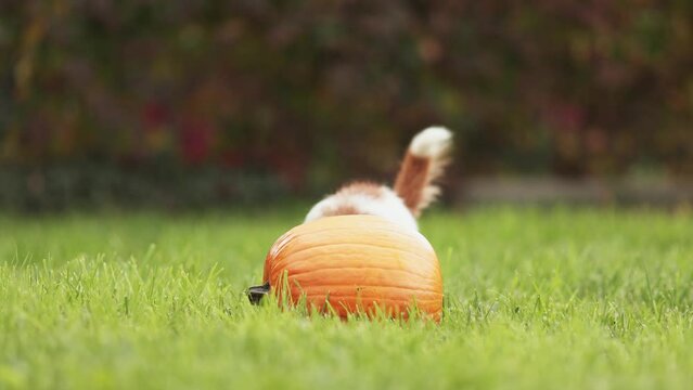 Cute funny playful pet dog puppy playing with a pumpkin in autumn. Halloween, fall or happy thanksgiving concept.