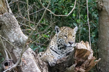 A jaguar - Panthera onca - lying in the nook of a tree branch.  Location: Porto Jofre, Pantanal, Brazil