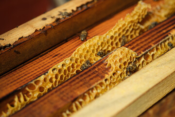 Close up shot of honeycomb frames and some bees on them