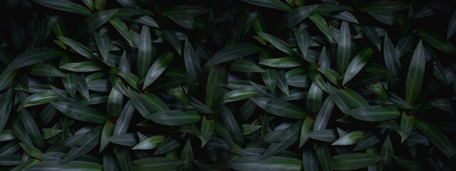 An abstract panorama art dark green leaves backdrop or background and banner. A dark oyster plant pattern growth background. Concept of natural environmental, evergreen and greenery ecology.