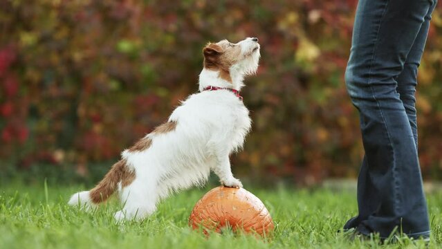 Trainer teaching her cute dog to wait on a pumpkin and giving snack treats in autumn. Pet puppy training, fall or happy thanksgiving.