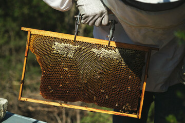 Beekeeper checking honeycomb frame and the bees.