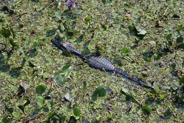Top view of a  Jacaré-do-Pantanal or Caiman Yacare, lying between green leaves in shallow marshland waters.  The caiman is endemic to the Pantanal area in Brazil.