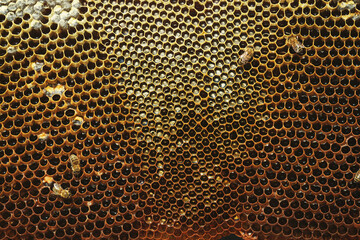 Close up shot of Honeycomb background texture with some bees and baby bees on it