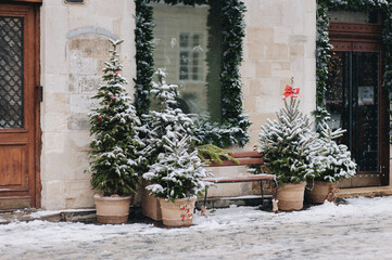 Five green decorative Christmas trees stand in burlap pots on a gray cobbled sidewalk outside a shop in Lviv, Ukraine. Winter snow. New Year eve.
