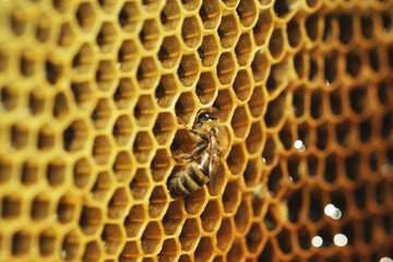 Close up shot of Honeycomb background texture with a honeybee on it
