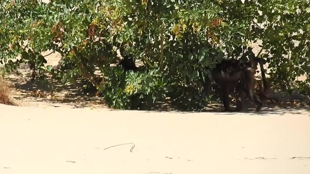 Pavian sucht Schatten in unterm einem Busch