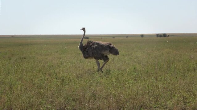 Ostrich running in the grasslands of the Serengeti, Tanzania