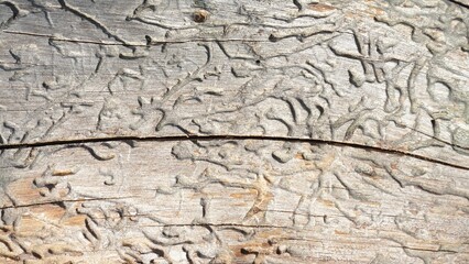 bark beetle, patterns, ate, passage, trace, moves, on the bark of a tree, texture, trunk