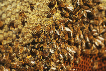 Close up shot of Honeycomb background texture with a lot of bees on it