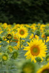 Fototapeta premium A field of sunflowers in the countryside