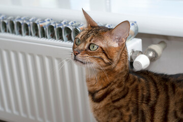 Energy crisis concept. Domestic Bengal cat is heated near the radiator. Close-up.