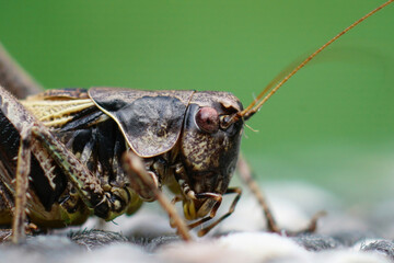 Detailed facial closeup on the dark bush-cricket , Pholidoptera griseoaptera