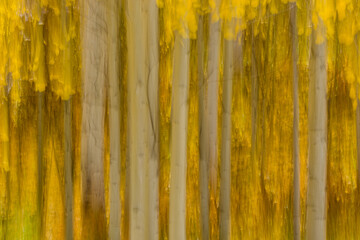 Fall Colors - Aspen Trees Abstract