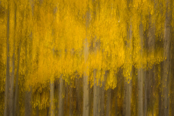 Fall Colors - Aspen Trees Abstract Photography