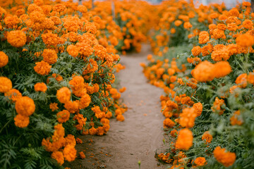 Pathway in between marigold flowers