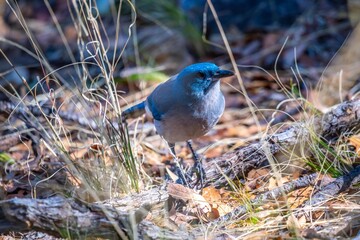 A Mexican Jay in Madera Canyon, Arizona