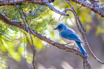 A Mexican Jay in Madera Canyon, Arizona
