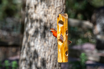 A Hepatic Tanager in Madera Canyon, Arizona