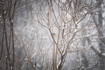 Fototapeta na wymiar Chickadee Bird Perches on Tree During Snow Storm in Winter