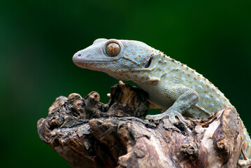 Close up photo of the tokay gecko (Gekko gecko)
