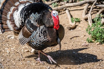 A large Turkey Vulture in Madera Canyon, Arizona