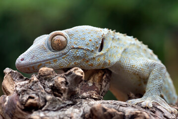 Close up photo of the tokay gecko (Gekko gecko)