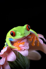 Naklejka premium red-eyed tree frog on a flower