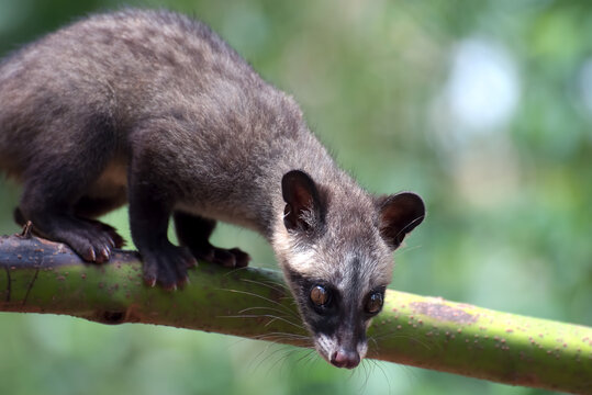 Close Up Photo Of Asian Palm Civet