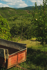 Apple trees in the apple orchard with a wooden tractor trailer