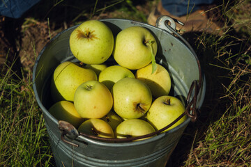 A bucket of green apples in the farm.