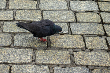 pigeons eating bread crumbs on wood floor at floating marke. Flock of pigeons on the market outdoor