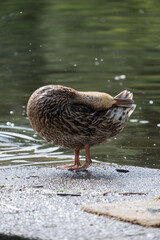 A very dramatic duck cleaning its feathers