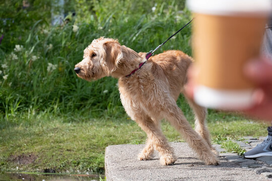 A fluffy mix breed dog pulling on its leash lead