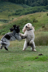 Two small puppy fluffy dogs jumping in the air playing with one another