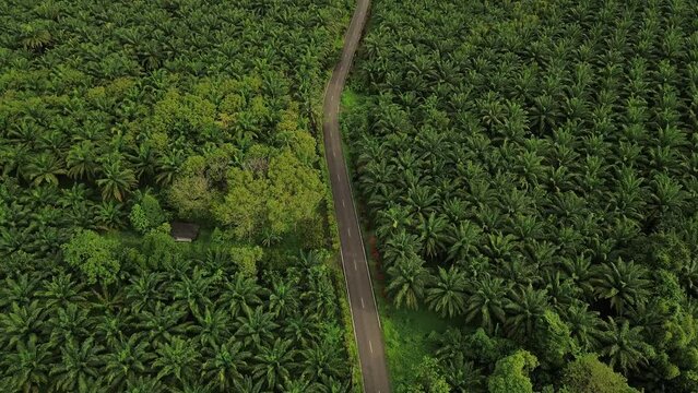 Beautiful aerial view Palm oil plantations at Ranong Thailand.