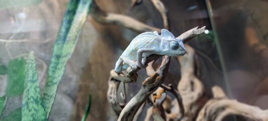 chameleon