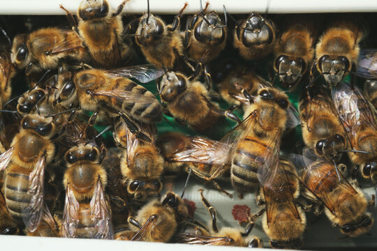 Close up shot of lots of bees on a gate of bee box © ardasavasciogullari