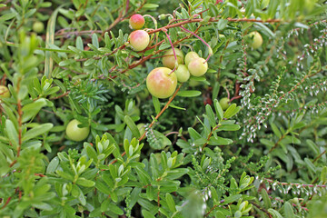 Cranberry in the swamp