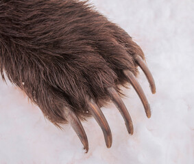 Powerful long sharp claws on the front paw of brown bear.