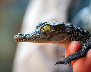  Newborn baby African crocodile poses in human hand.