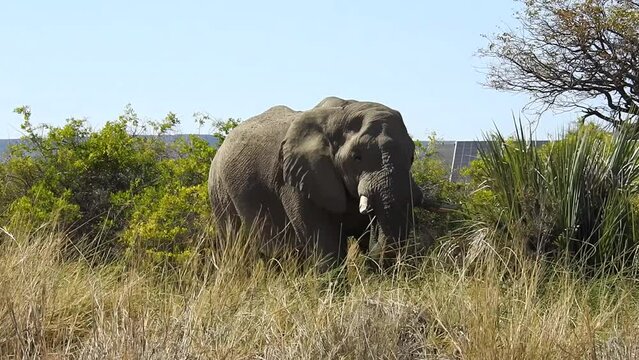 Desert elephant in Palmwag Lodge camp grazing