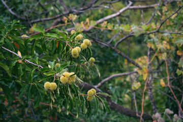 Close up shot of chestnuts on a chestnut tree.