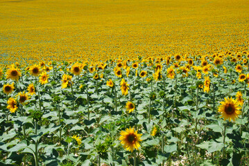 field with open sunflowers, with blossoms showing to the sun