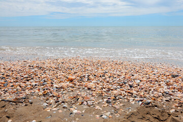 Fototapeta na wymiar seashells shells on the beach by the sea