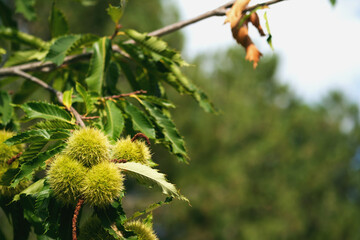 Close up shot of chestnuts on a chestnut tree.