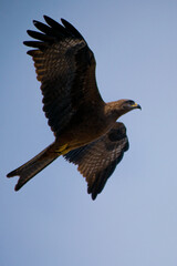red tailed hawk